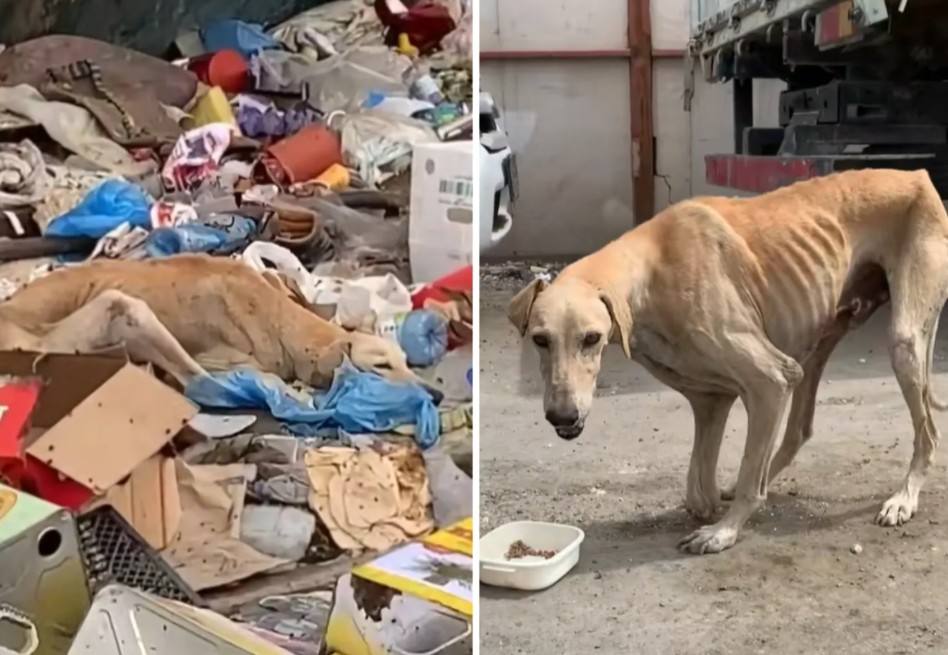 Así ha sido la recuperación de Winston, perrito desnutrido que apenas podía caminar