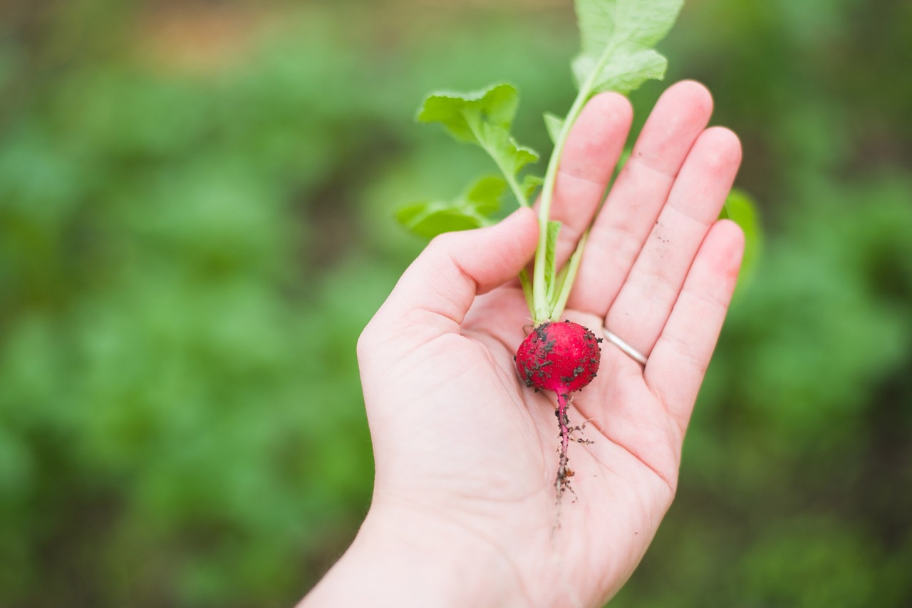 Rábano, la planta picante y deliciosa que le vendría bien a su huerta en casa