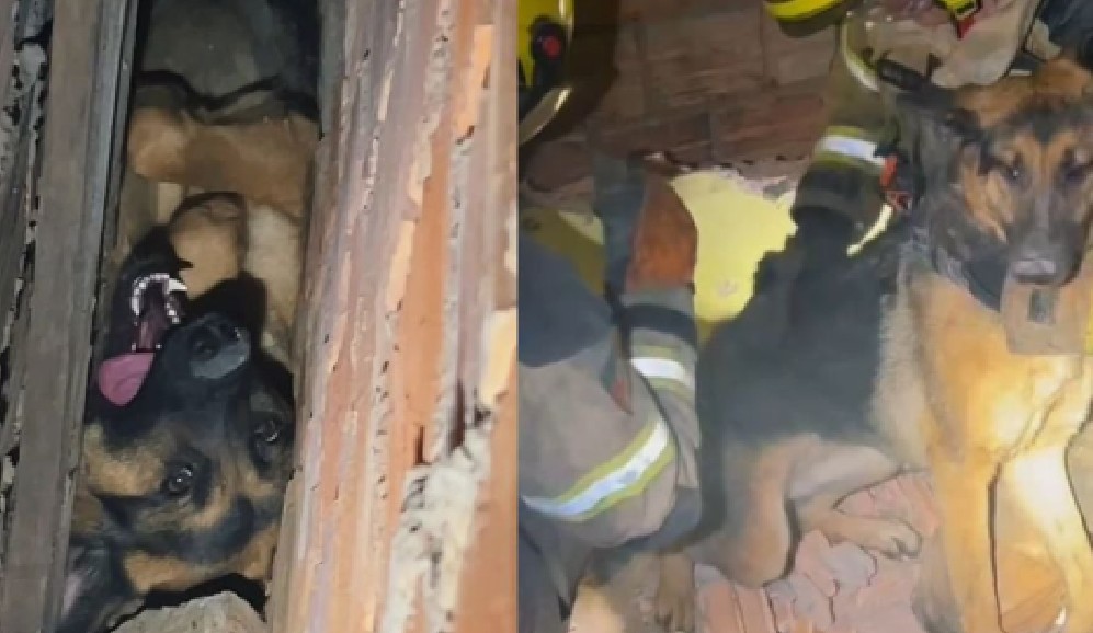 Bomberos rescataron a un perrito que se encontraba atrapado entre dos paredes