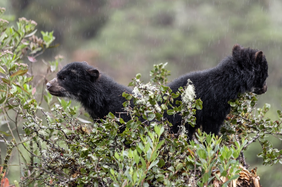 Osos andinos bajo la lluvia en la copa de un árbol.