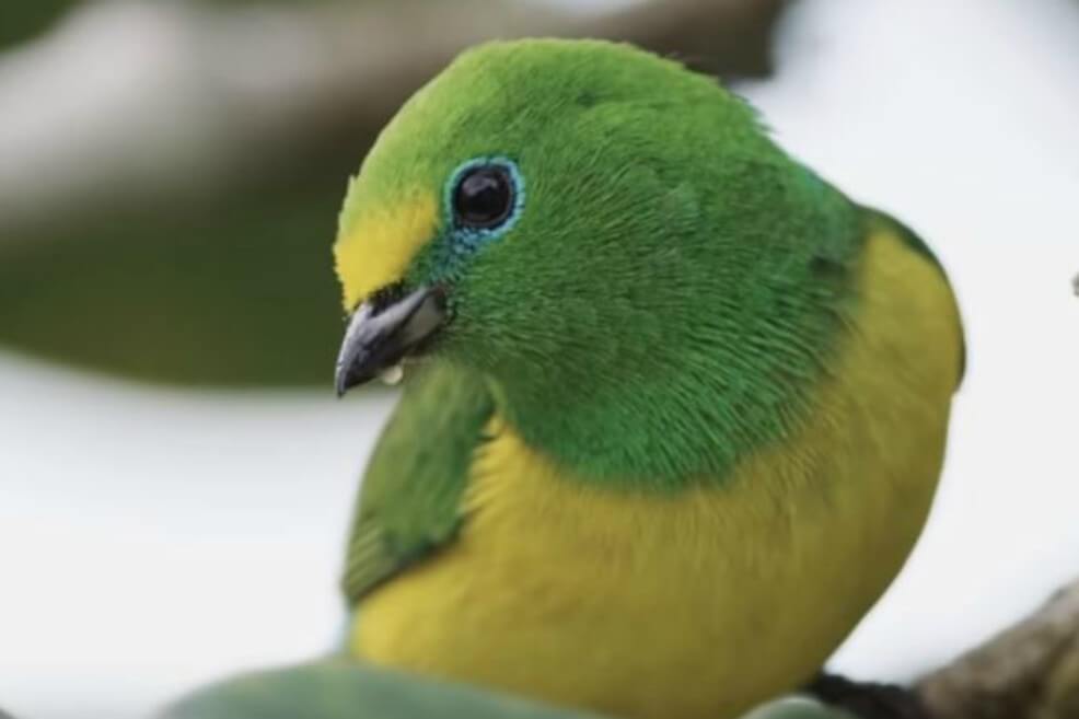 “The Birders”, el documental que explora Colombia a través de sus aves
