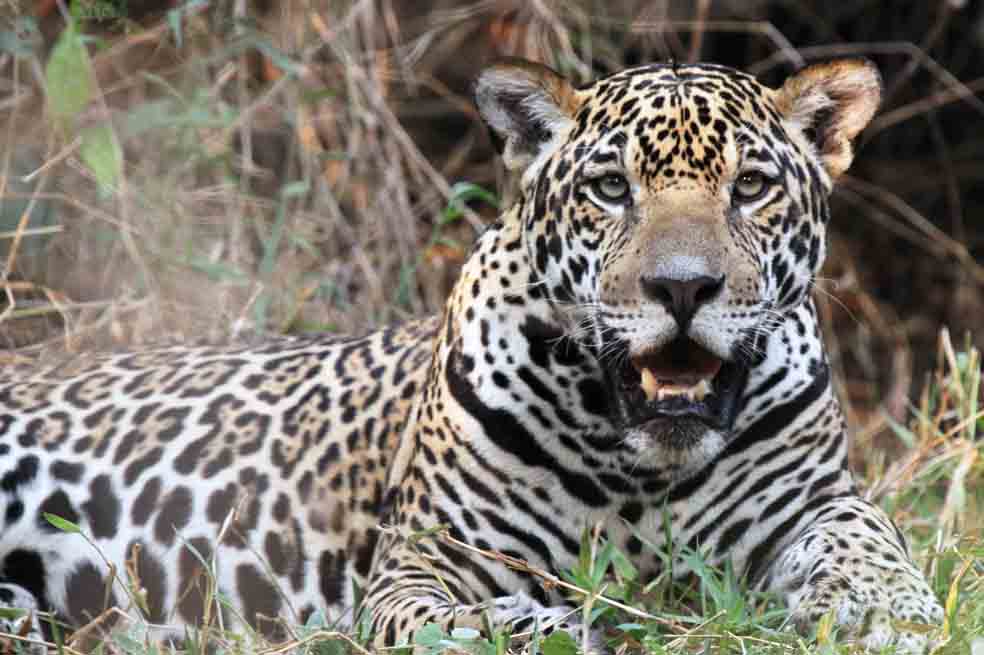 Los grandes felinos dejan mensajes a los miembros de su especie