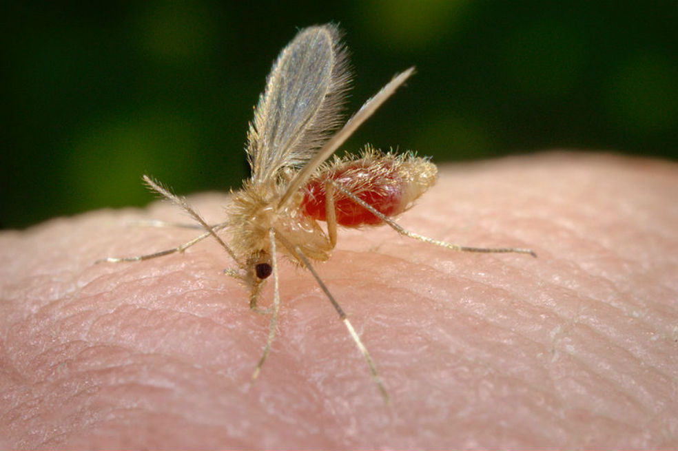 Enzima mejoraría tratamientos contra la leishmaniasis
