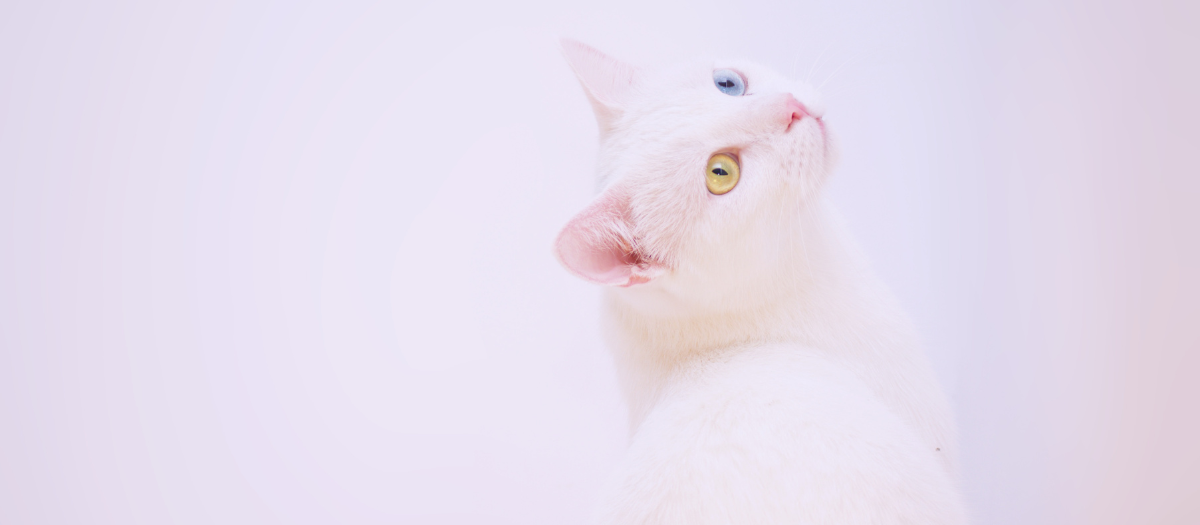 ¿Es verdad que los gatos blancos tienen problemas de audición?