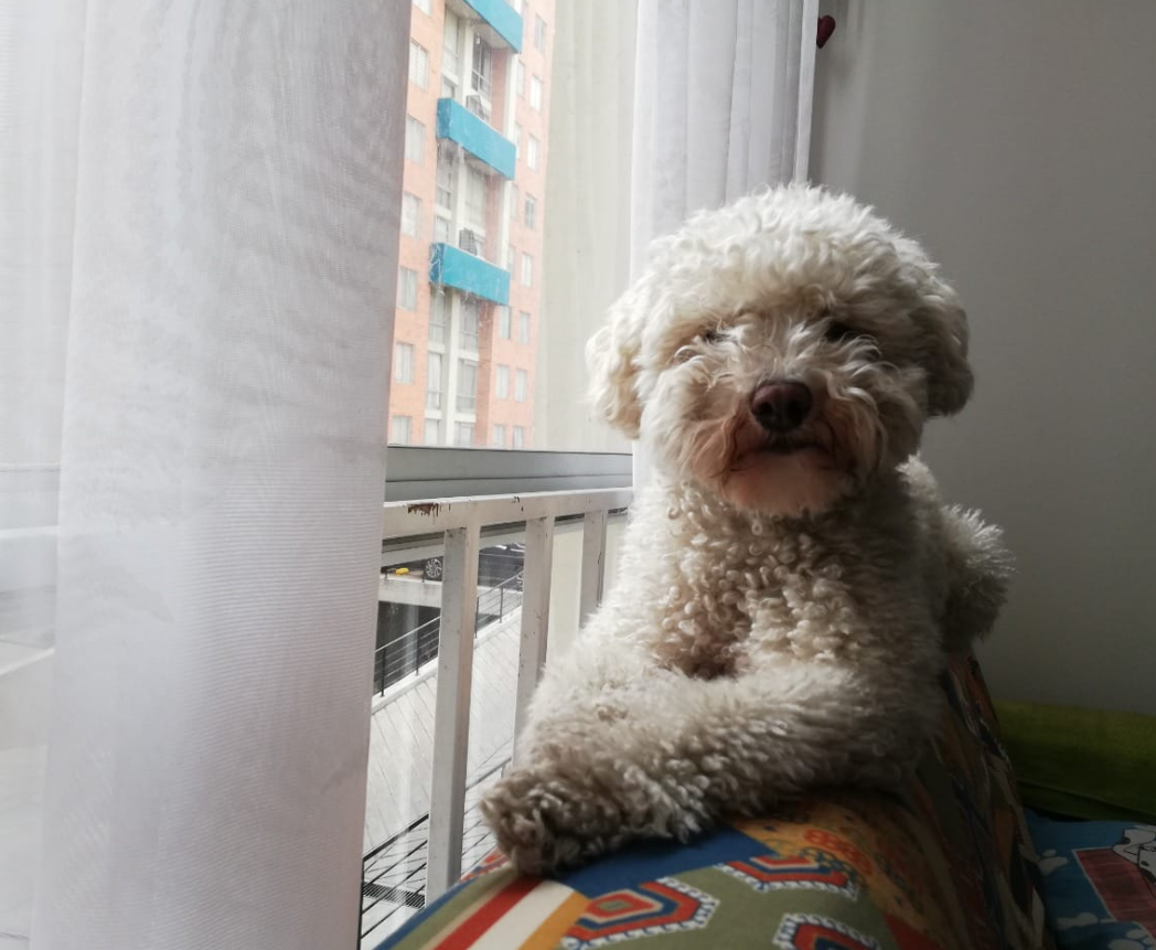 ¿Los ha visto? Richie, Luna, Mael y otras mascotas perdidas en Colombia