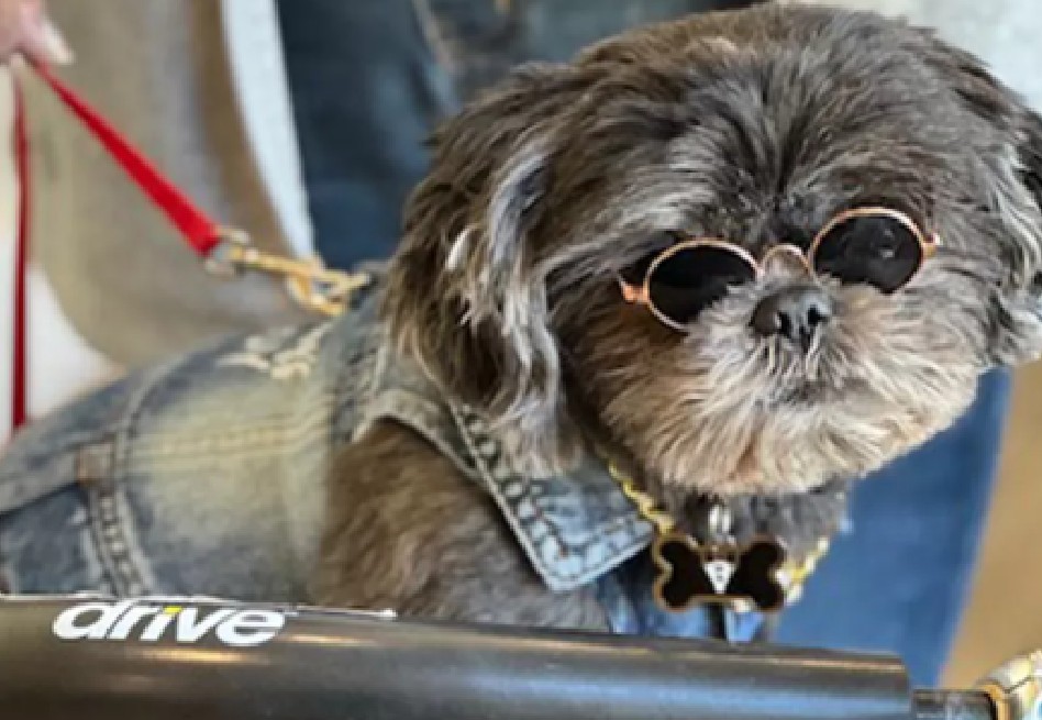 Chewy, el perro rescatado que “sana corazones” en un hogar para adultos mayores