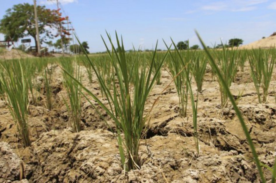 87.000 toneladas de arroz en peligro por intensa sequía en Cuba