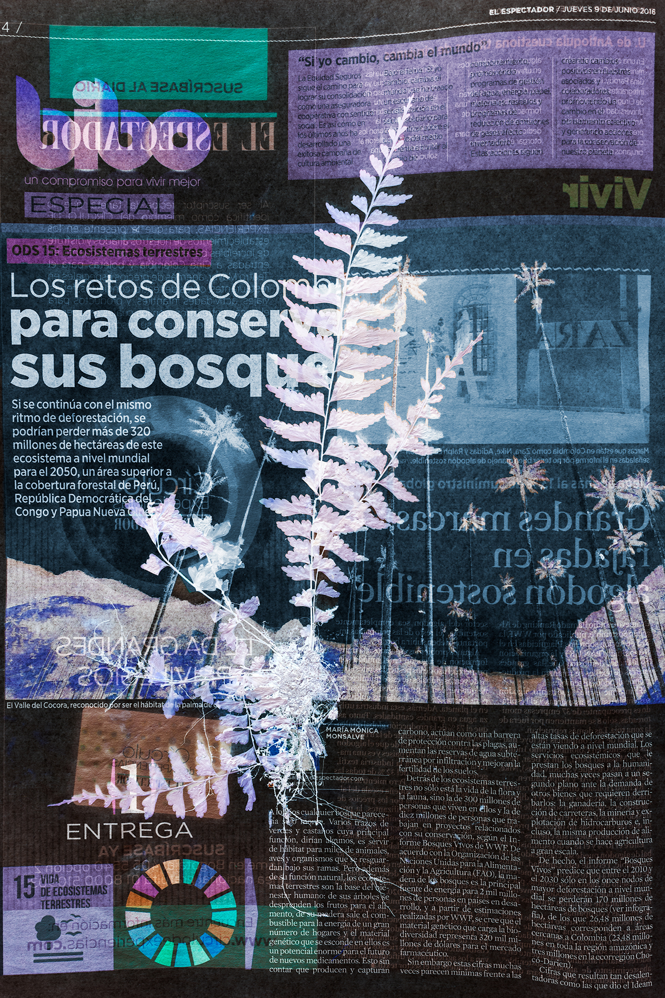 La exposición que muestra que Colombia es el país con más helechos en América