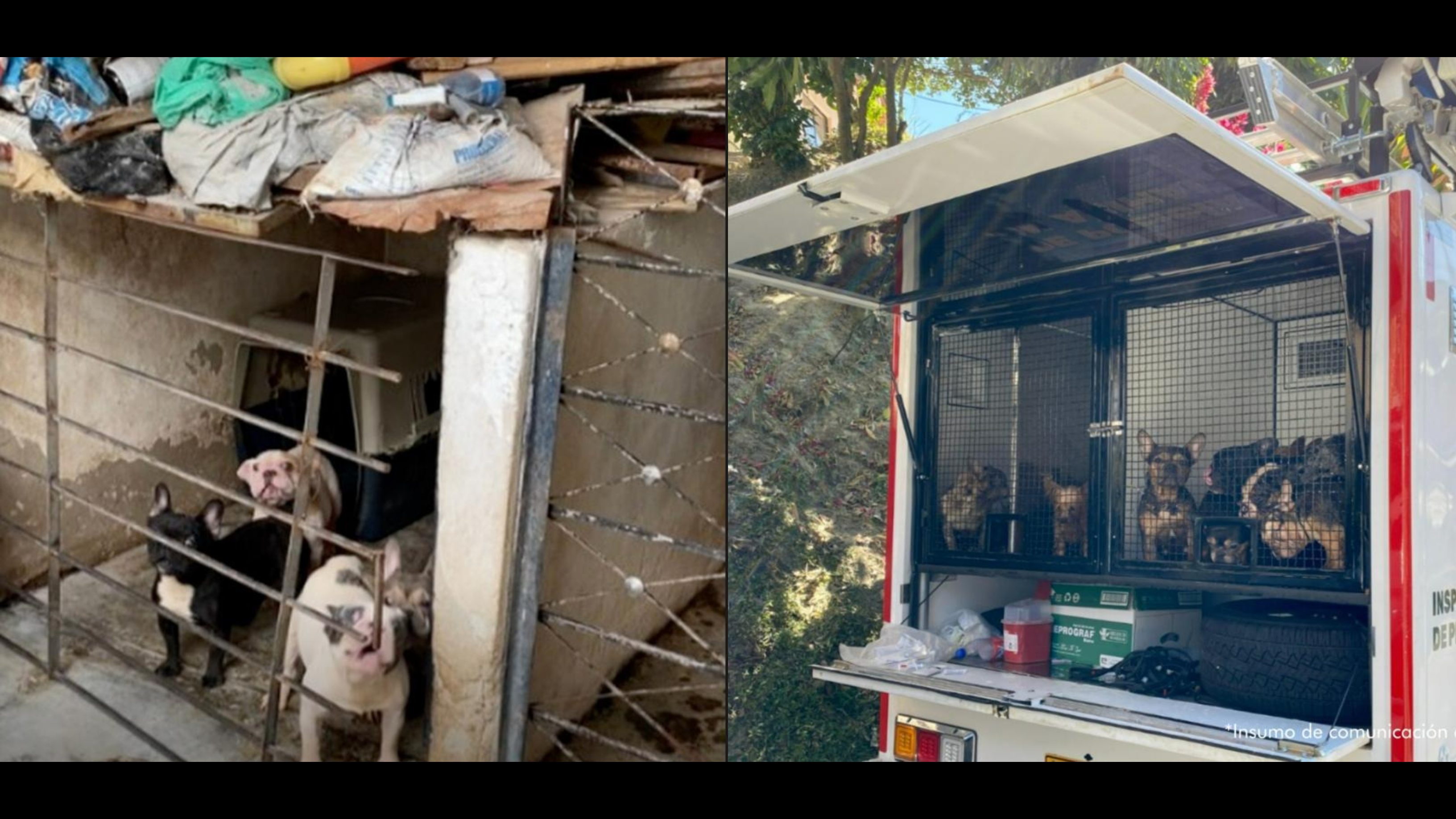 Fiscalía imputa a mujer que tenía 55 perros en condiciones precarias en Medellín