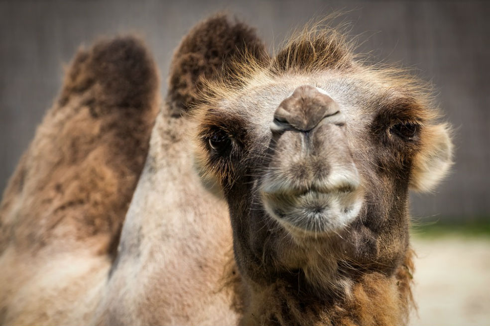 Camellos con Botox fueron descalificados en concurso de belleza de Arabia Saudita