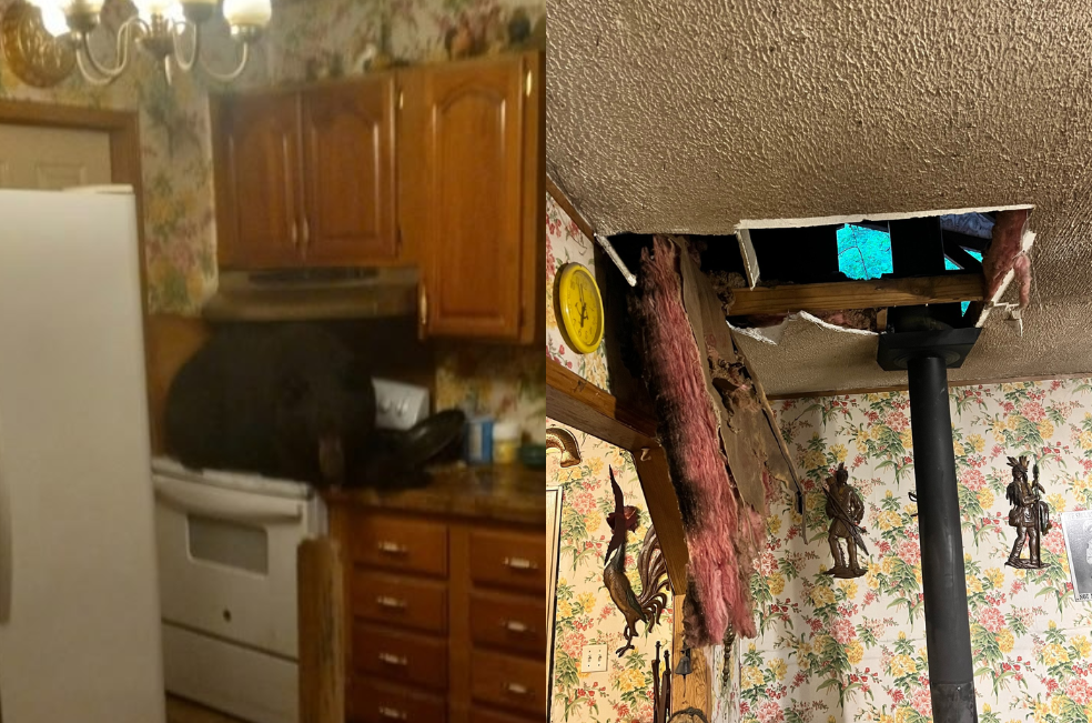 Un oso cayó del techo y apareció acostado en la cocina de una familia