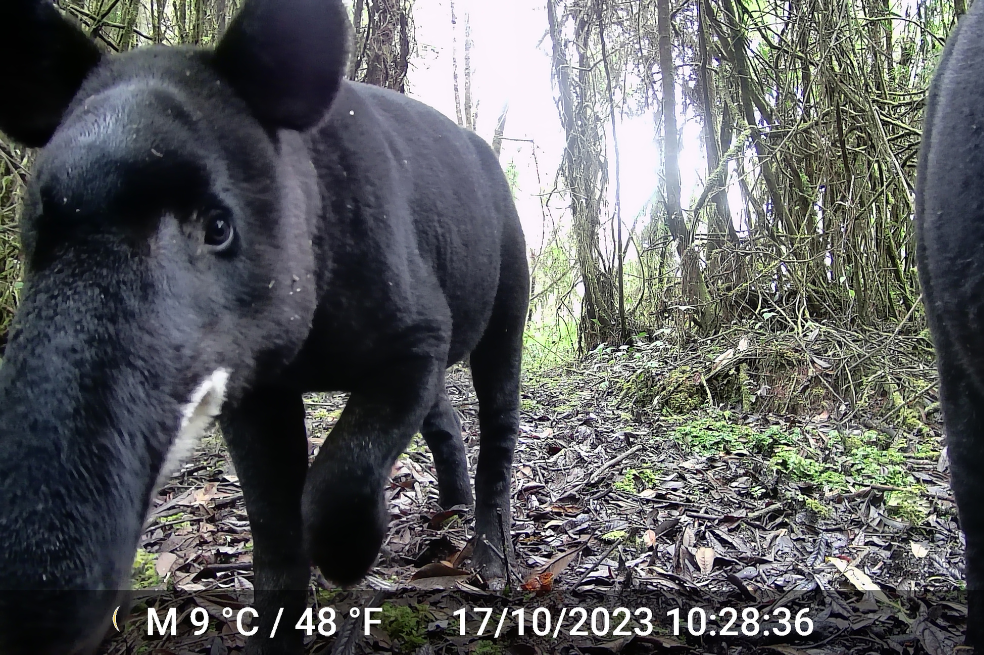 Danta de montaña (Tapirus pinchaque).