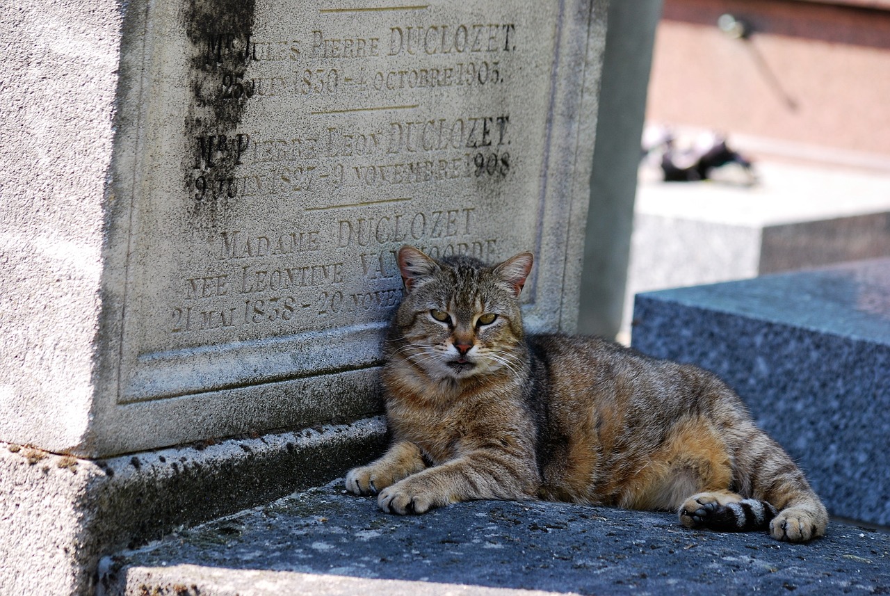 Málaga tendrá el primer cementerio público para animales de compañía de España