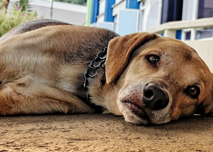 Perrito llegó a hospital de Armenia huyendo de la lluvia y encontró un hogar