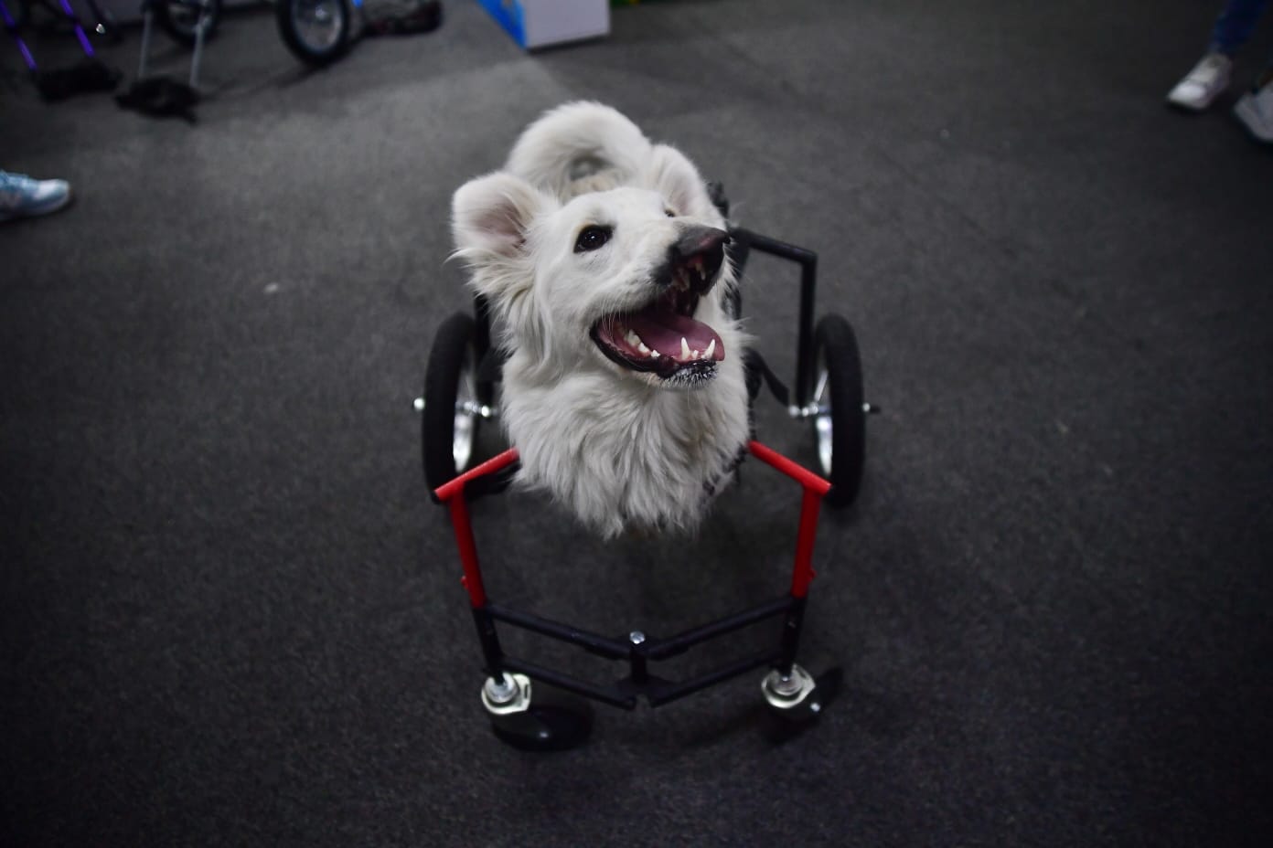 Dino es la mascota de la familia Cárdenas, utiliza su silla de ruedas desde los dos meses de edad.