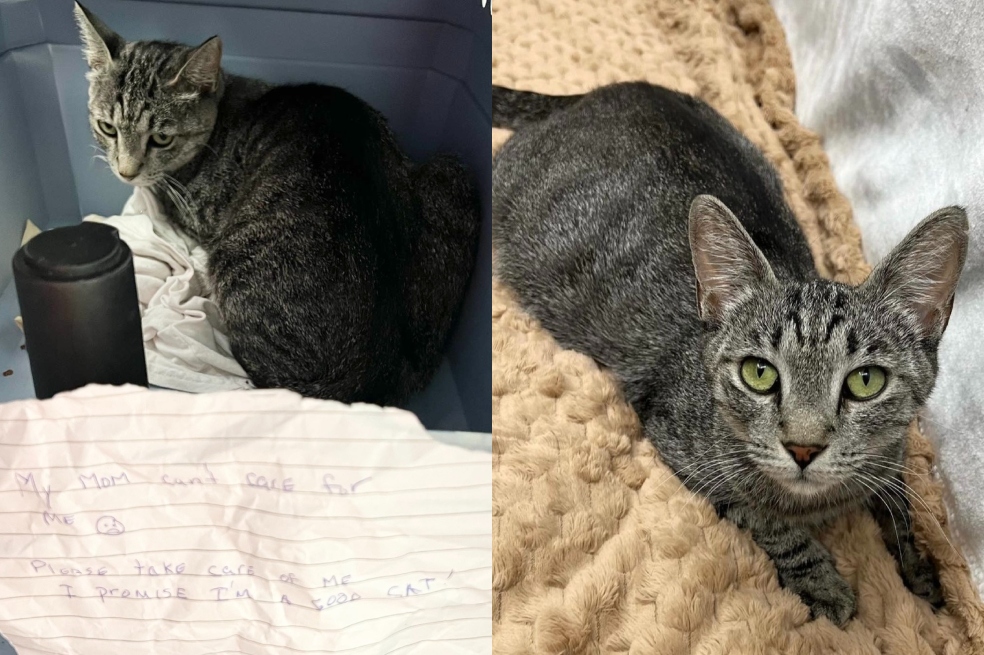 La desgarradora carta con la que fue abandonada una gata embarazada: “Cuida de mí”