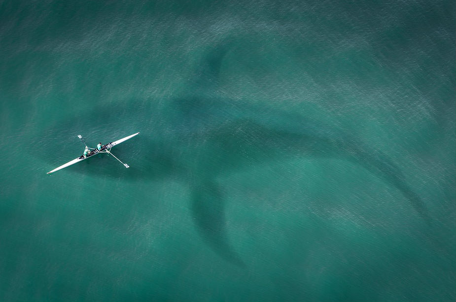 Muerte de ballena desata polémica en Islandia y piden test de ADN