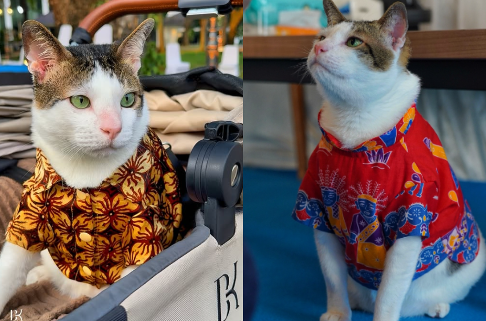 Bobby, el famoso gato con escoltas privados: su dueño es presidente de Indonesia