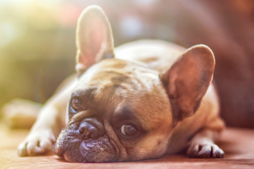 No llegues tarde para el paseo: tu perro sabe qué hora es