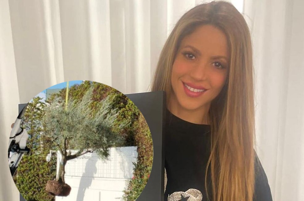 Foto: ¿Shakira se llevó un árbol de Barcelona a Miami? Se conoció la verdad