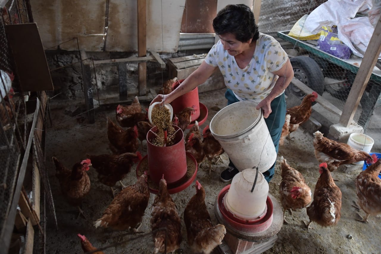 Pero la mujer no solo siembra y cultiva verduras y frutas, también tiene un galpón de gallinas.