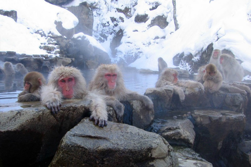 Los “monos de nieve” japoneses alivian su estrés con aguas termales