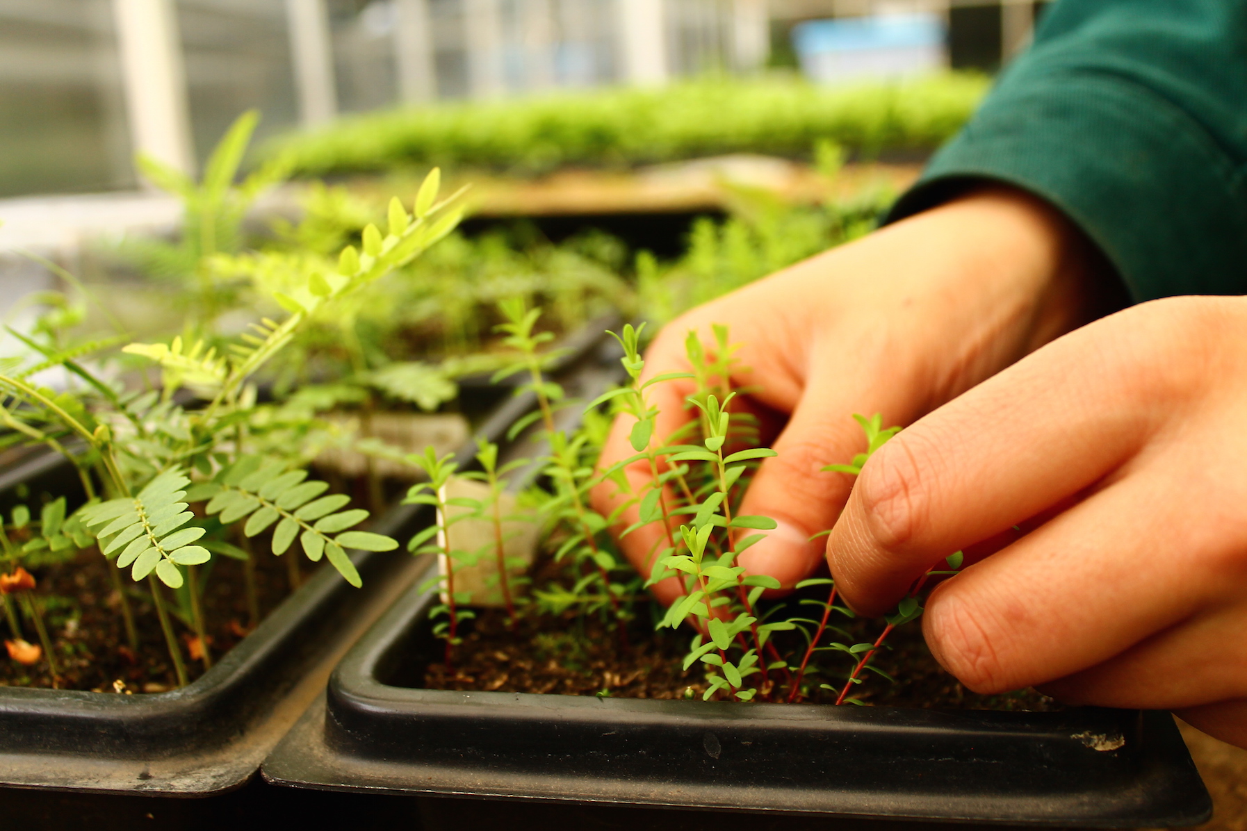 La lucha para evitar la extinción de plantas nativas