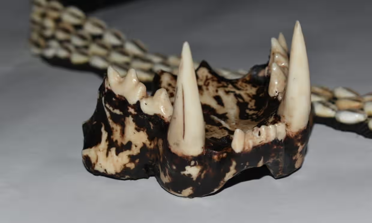 Imprimen dientes de tigre en 3D para proteger fauna silvestre. ¿De qué se trata?
