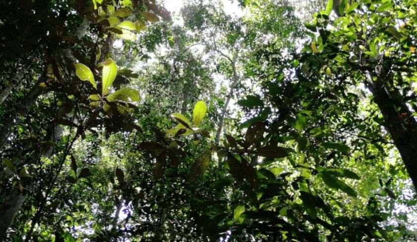 La Amazonia se expone a severas sequías por el cambio climático