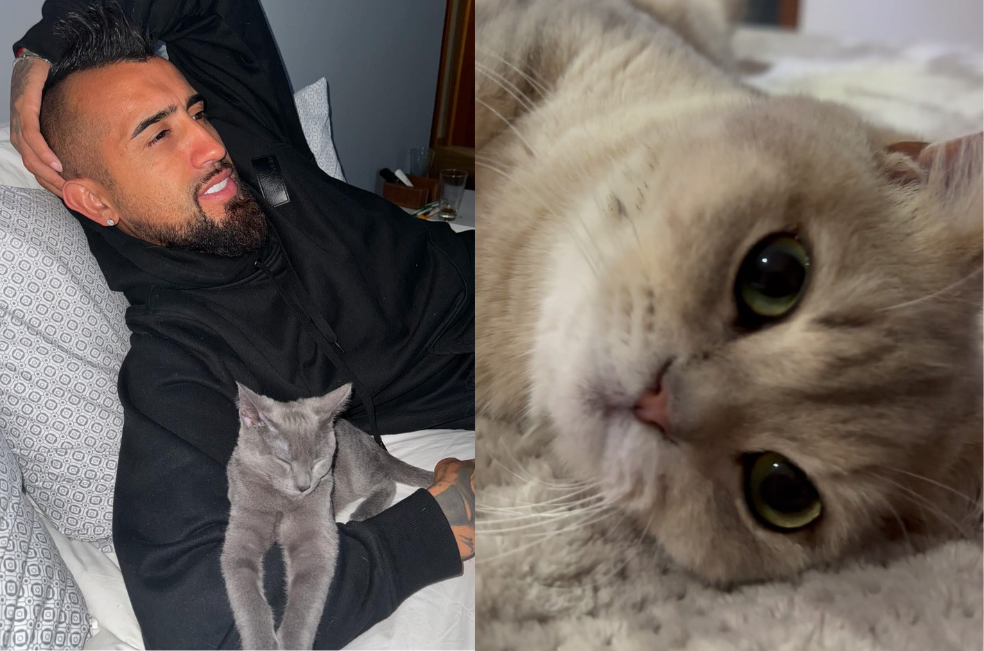 “Volvió el King”: tras varios días perdido, el gato de Arturo Vidal regresa a casa