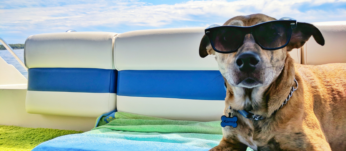 4 consejos para viajar con tu mascota en Semana Santa