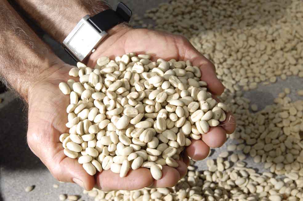 ¿Seguir sembrando «el Ferrari del café»?
