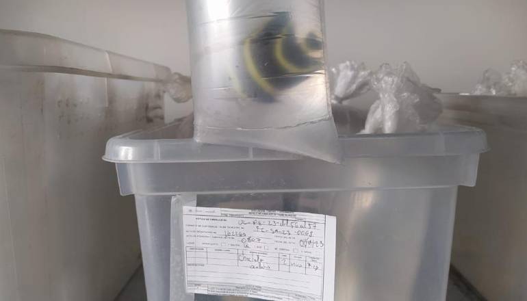 Rescatan 102 peces exóticos que llegaron ilegalmente a la terminal El Salitre