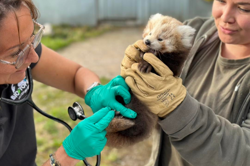 Uno de los pandas rojos es inspeccionado por veterinarias del parque.