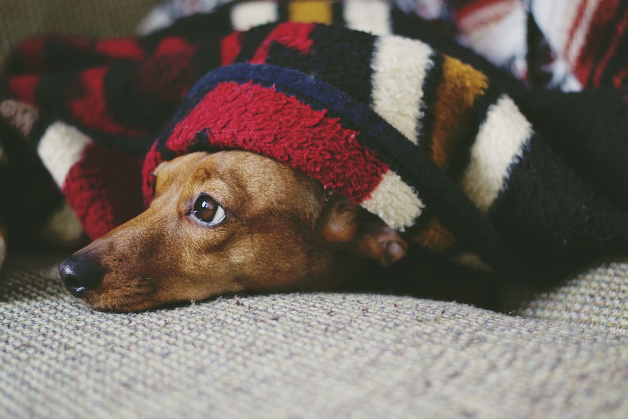 ¿Por qué su perro llora por las noches? ¿Cómo evitar que lo haga?