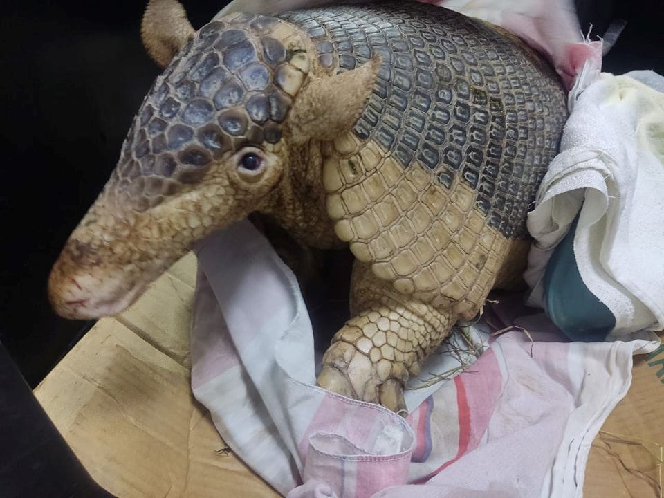 Meta: rescatan un armadillo gigante que había sido atacado por una serpiente