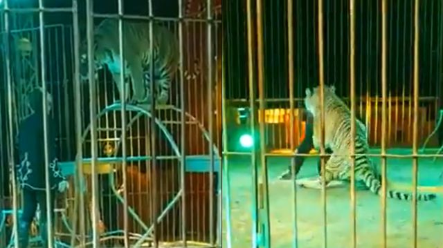 Tigre atacó a su domador durante un show de circo en Italia, ¿qué pasó?