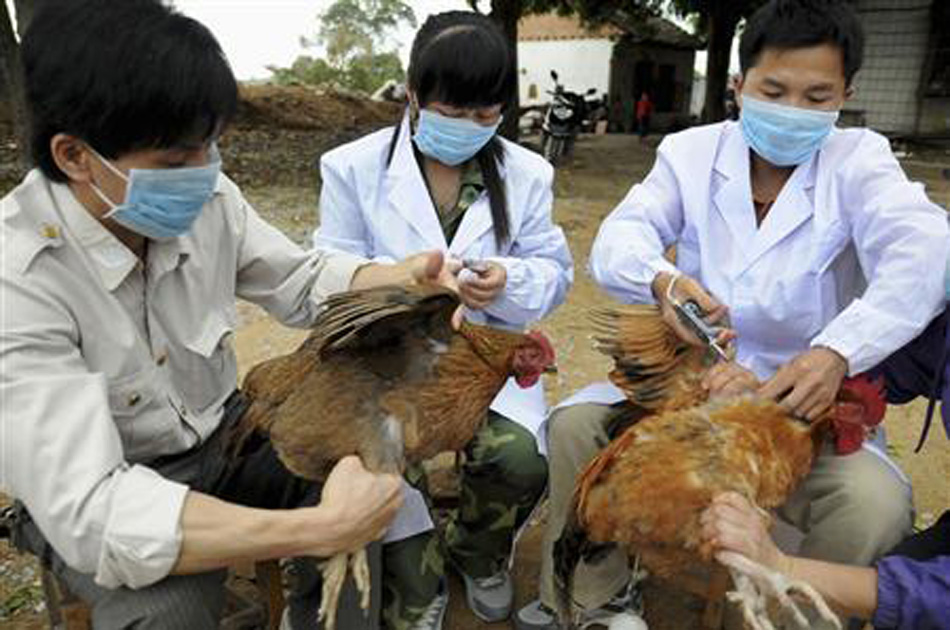 Cuatro nuevas víctimas mortales deja la gripe aviar en China