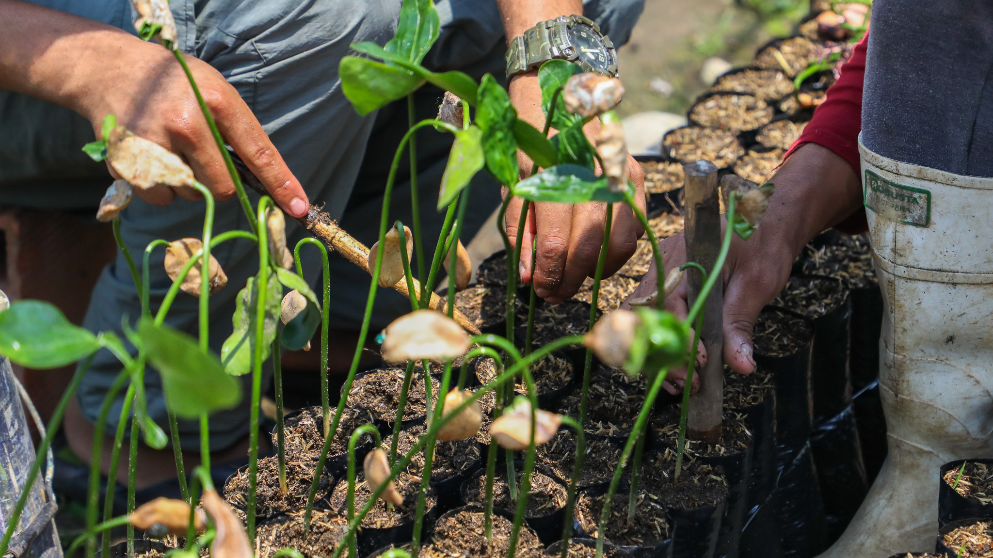 En video: así reforestan la Amazonía los excombatientes de las FARC