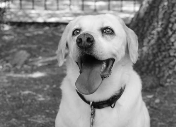 Cruz Roja despide a Maia, perrita rescatista que salvó vidas durante nueve años