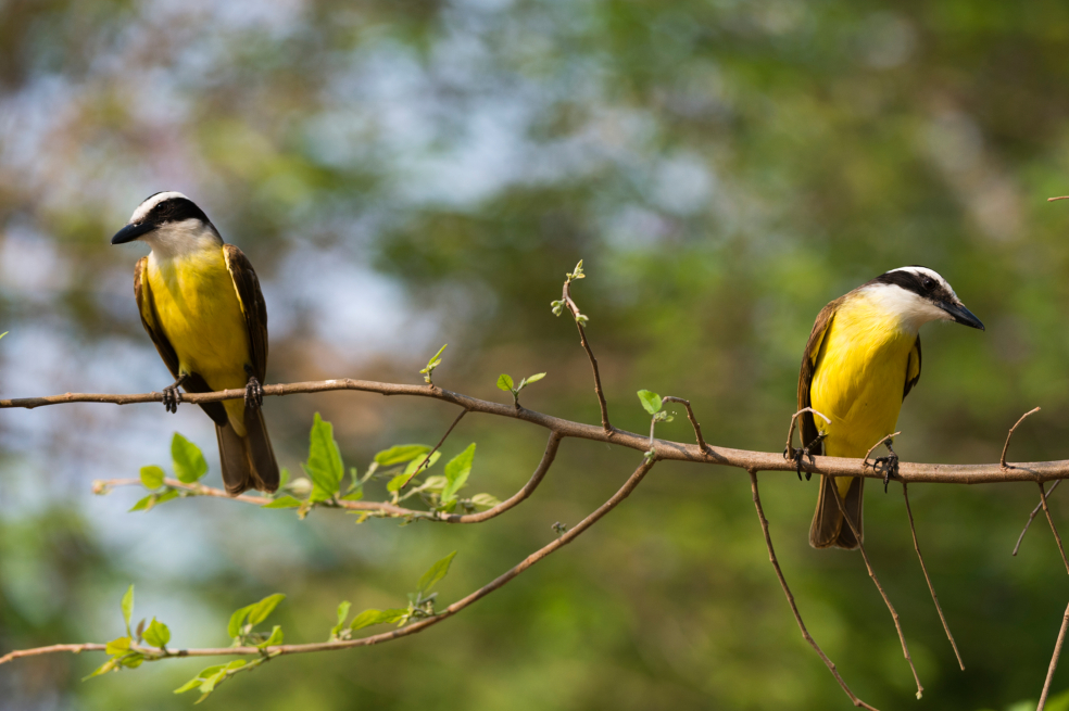 En los 37 municipios sin minas antipersona hay 8.230 especies únicas de flora y fauna