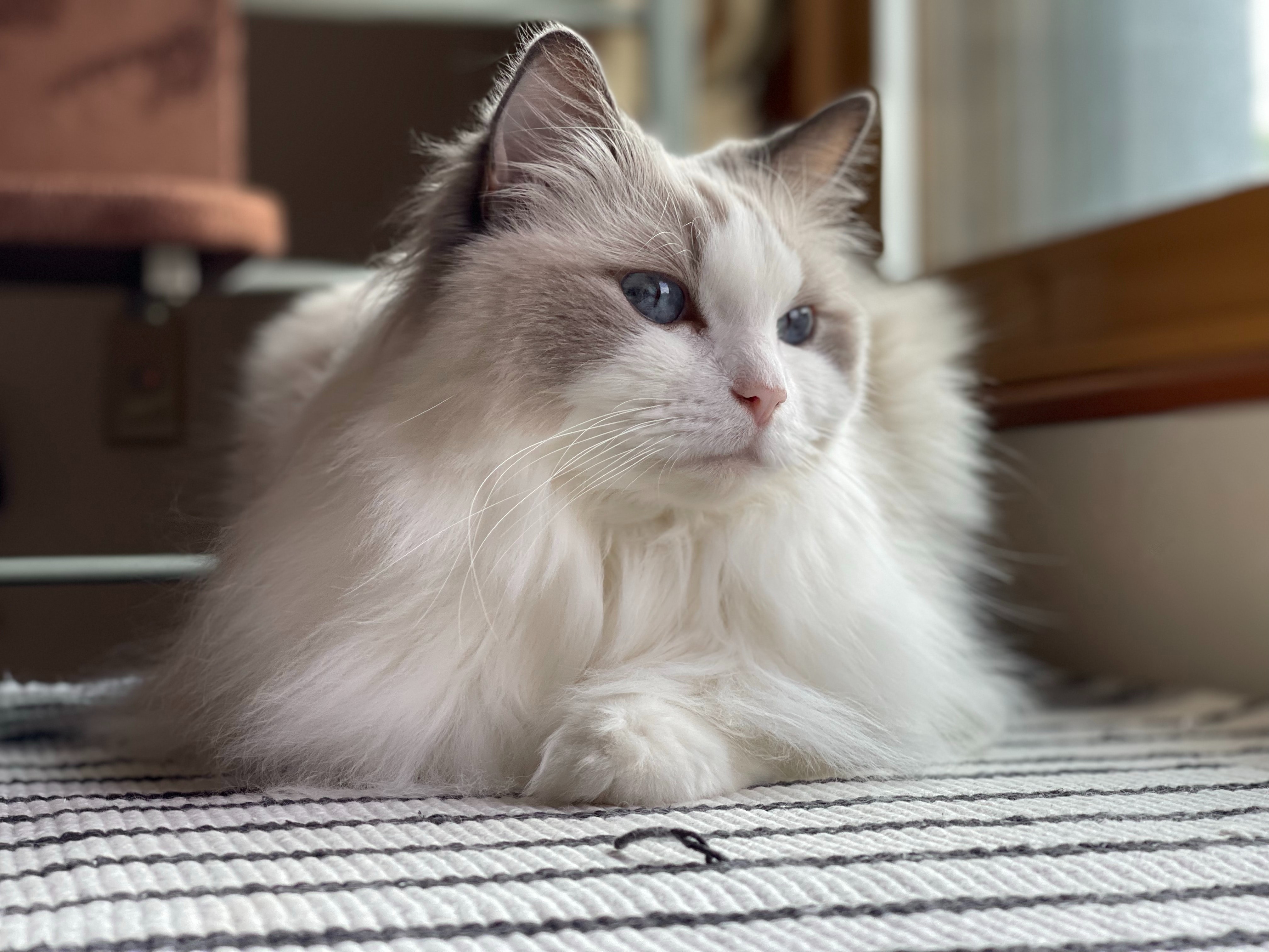 Gatos Ragdoll: personalidad, curiosidades y características