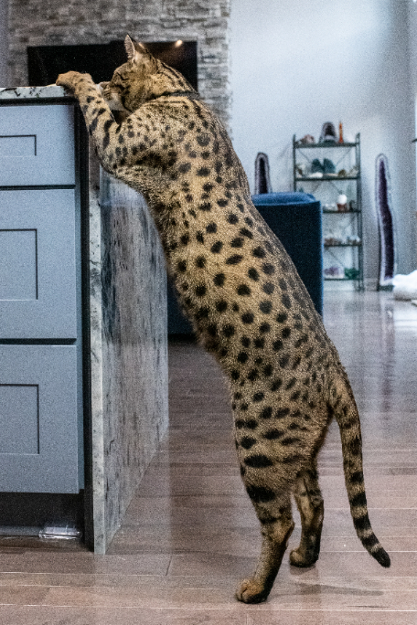 Datos curiosos sobre Fenrir, el gato más alto del mundo vivo | Guinness World Records