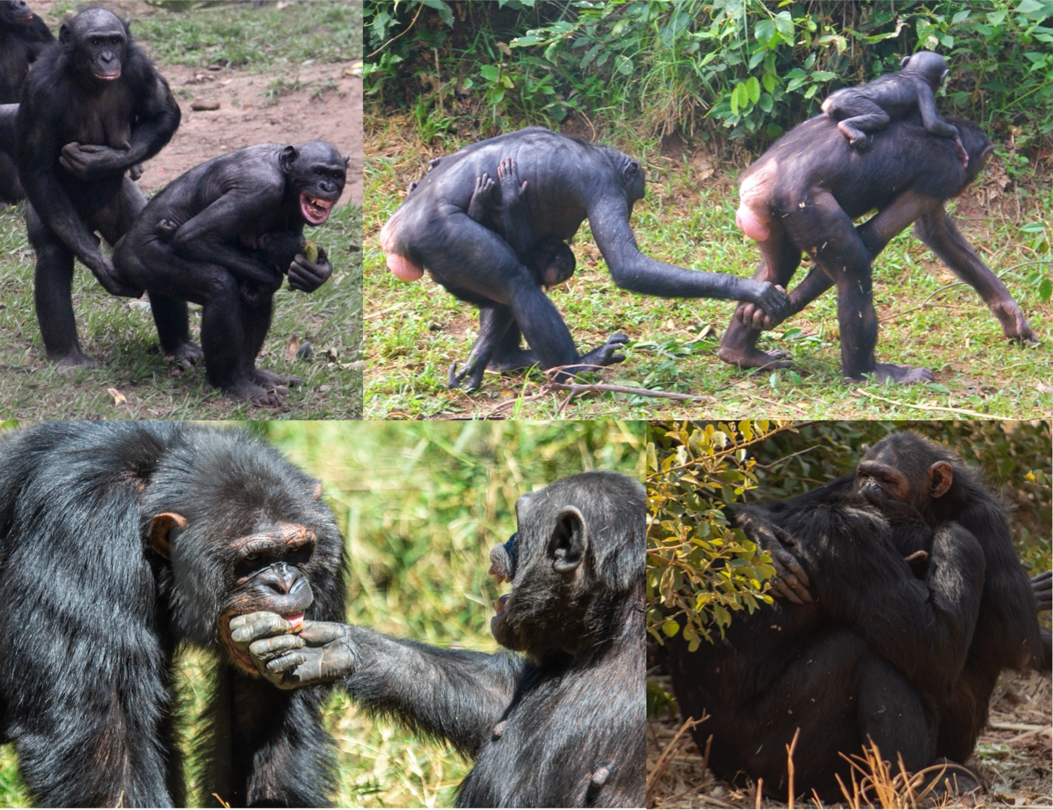 Antes de los humanos, los grandes simios ya usaban el tacto para mantener la paz