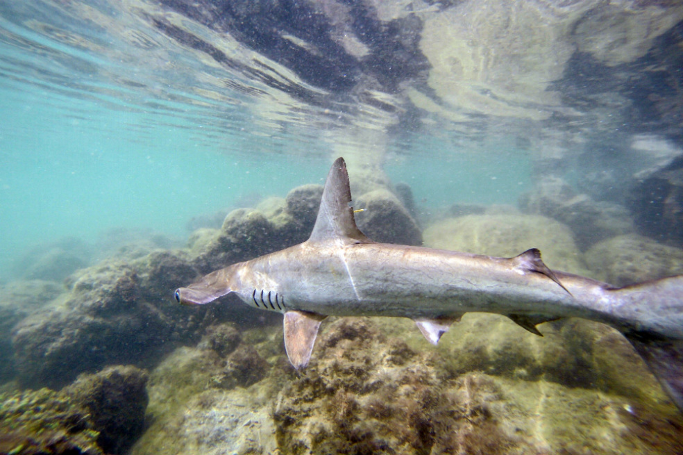 En imágenes: La guardería de tiburones martillo en Galápagos