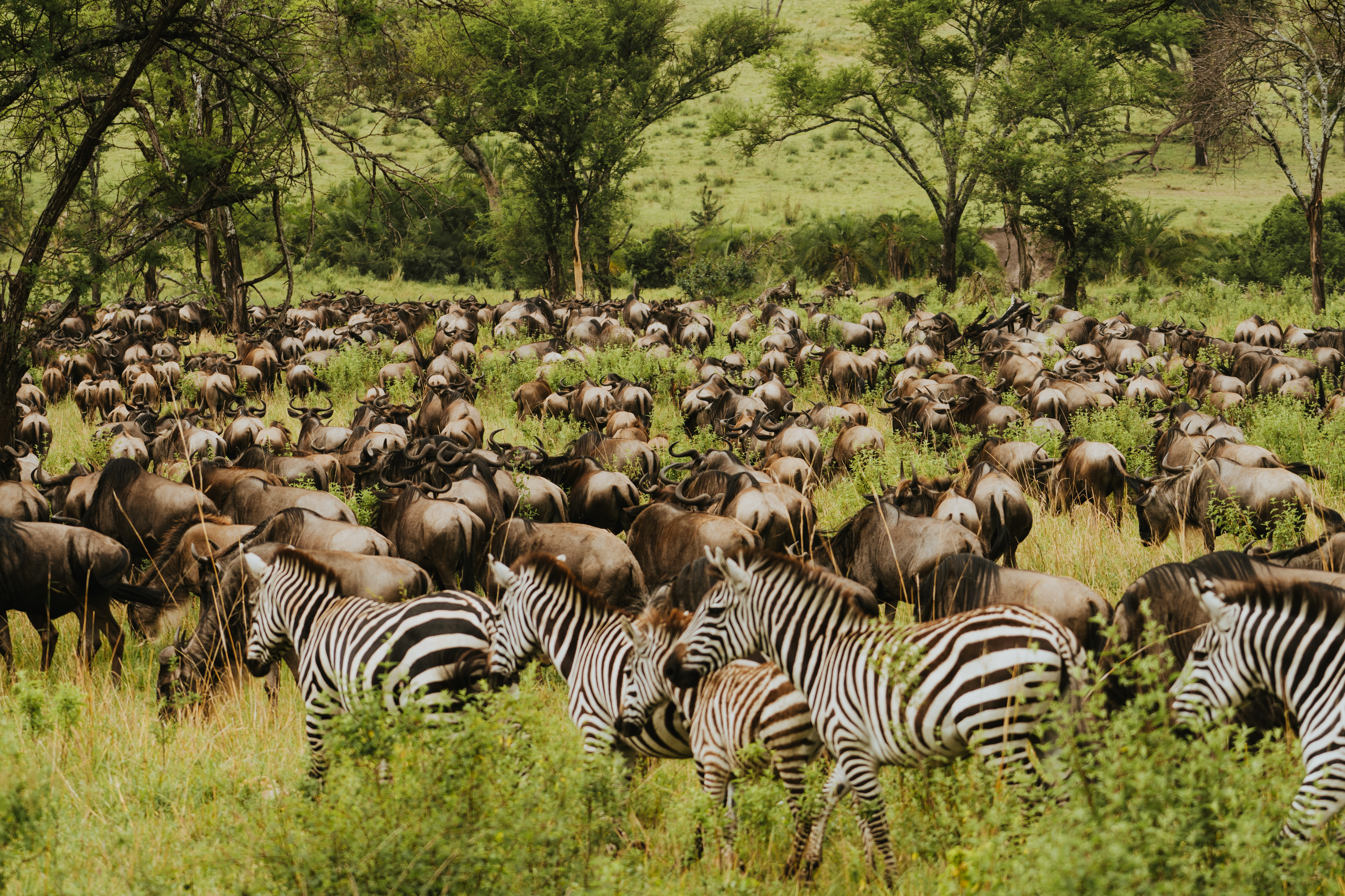 ¿Cuál es la mejor época para viajar a África? Planes imperdibles