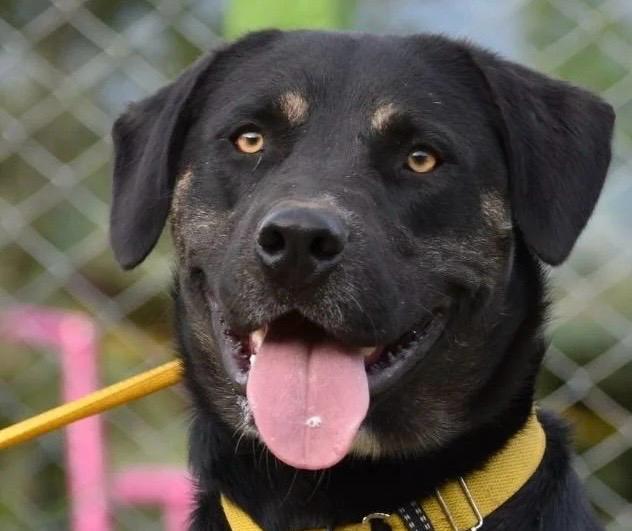 Buscan hogar para Zeus, el perro que llegó cachorro y ha envejecido en una fundación