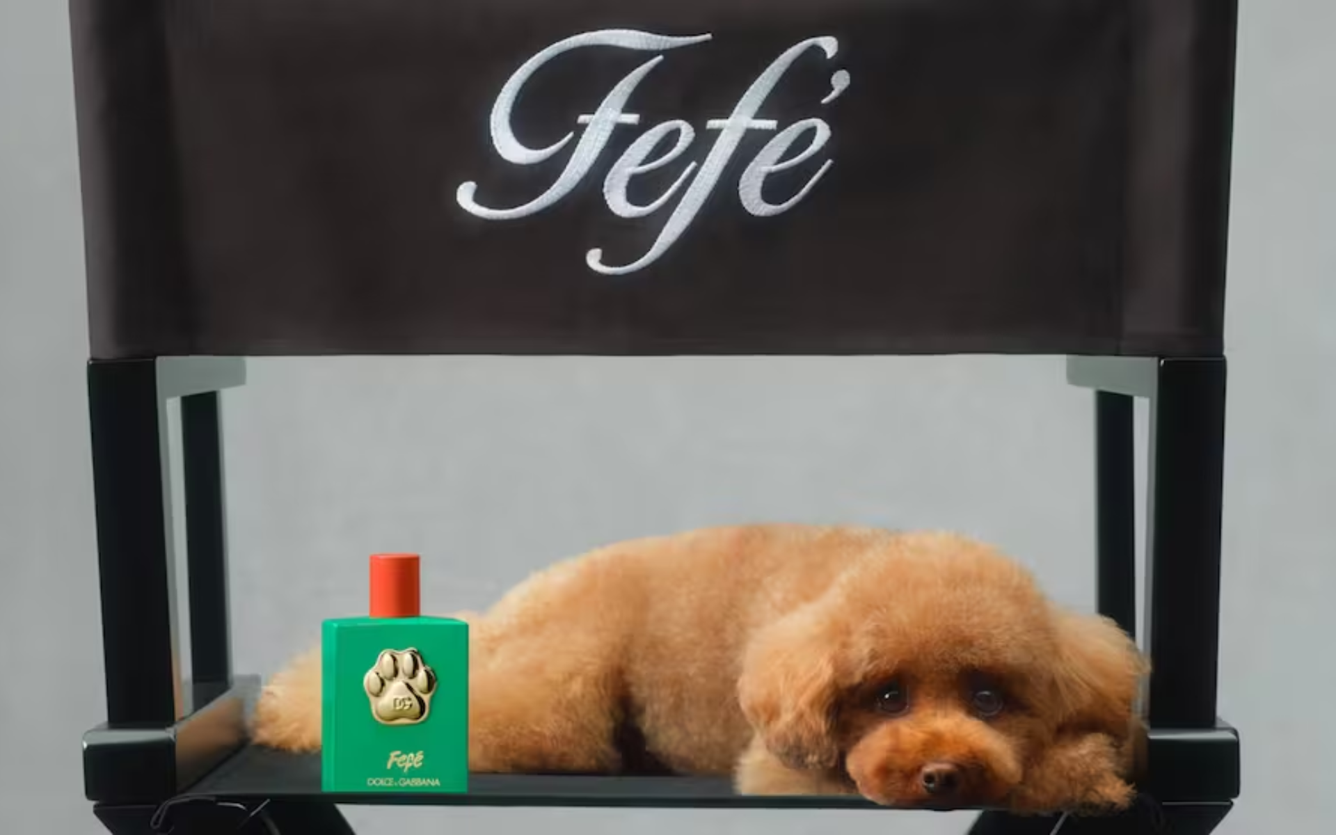 Dolce & Gabbana lanzó su primera fragancia de lujo para perros: ¿cuánto cuesta?