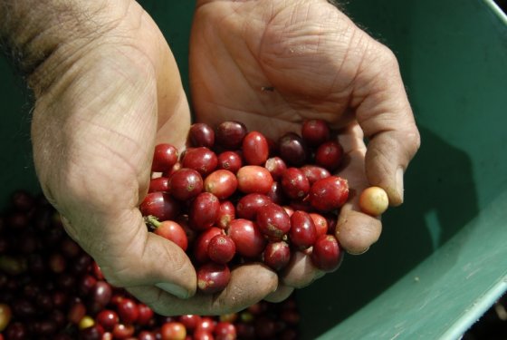 Pereza dificulta encontrar mano de obra: caficultores