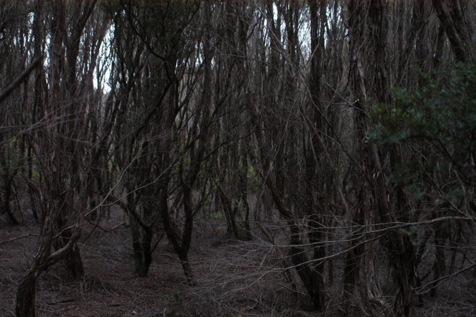 Área intacta del paisaje forestal mundial bajó en más de un 7 %